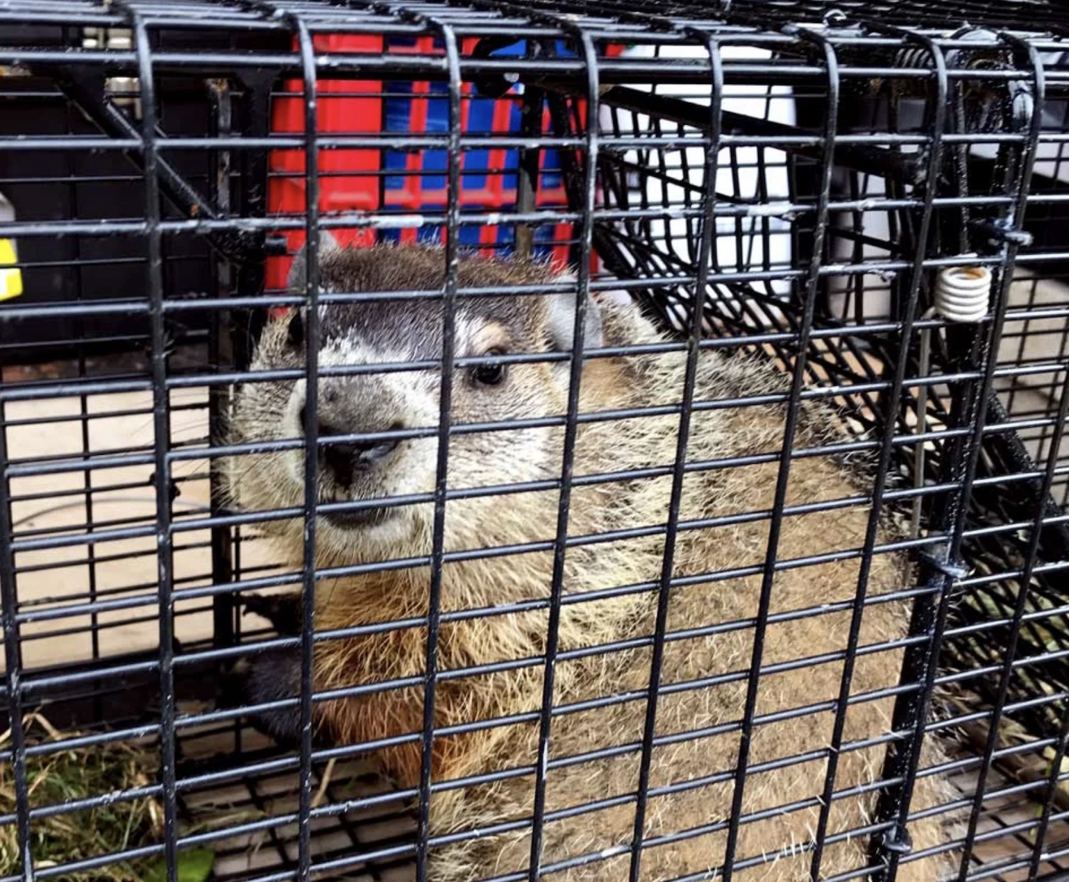 Groundhog Removal - Natures Edge Wildlife Control