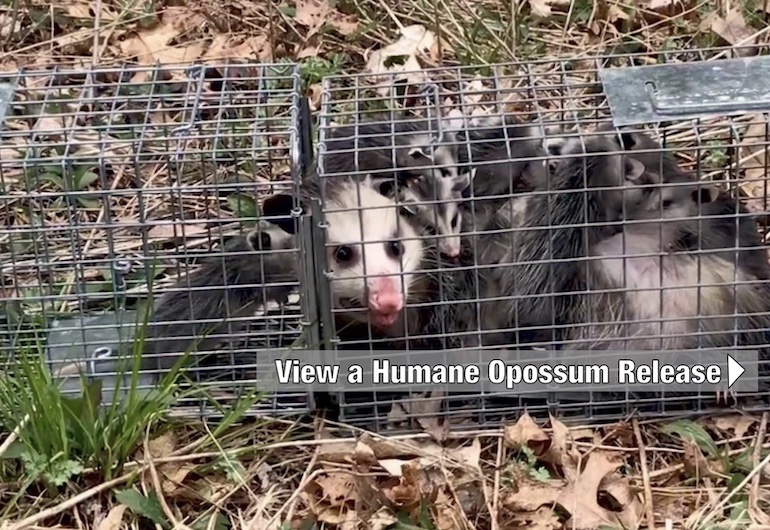 Wildlife Management Pros » Animal Control » Possums » How to Trap